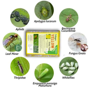 yellow sticky pad info ipm 1 Yellow Sticky Traps Effective Control of Whiteflies: