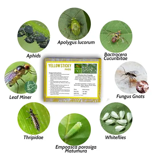 yellow sticky traps control whitefly and thrips