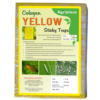 yellow sticky pad pest control 1 Yellow Sticky Traps Effective Control of Whiteflies: