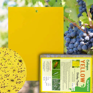 yellow sticky pad pest control ipm 1 Yellow Sticky Traps Effective Control of Whiteflies: