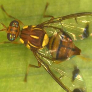 agriculture fruit fly image large Melon Fly (Bactrocera cucurbitae) Trap for Watermelon Crop