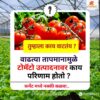 टोमॅटो_नोंदवही, tomato, माझे_पीक_माझी_नोंदवही, tomatoes, tarbooj, agriculture, cropcover, cropcoverpaper, shednet, mulchingpapaer, Bagayatdar, Averi, Agriplaza, Cropspy