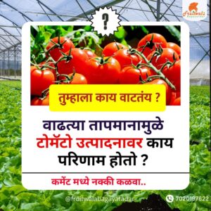 टोमॅटो_नोंदवही, tomato, माझे_पीक_माझी_नोंदवही, tomatoes, tarbooj, agriculture, cropcover, cropcoverpaper, shednet, mulchingpapaer, Bagayatdar, Averi, Agriplaza, Cropspy